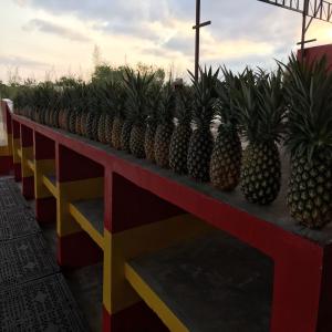  Ananas M2 Du Mexique - fruits et légumes bonjour, --nous sommes une société française d'import / export basée en tunisie. nous avons des ananas m2 du mexique à un prix très raisonnable. c'est notre usine afin que vous sachiez que vous obtiendrez la meilleure qualité et le meilleur prix. n'h&e