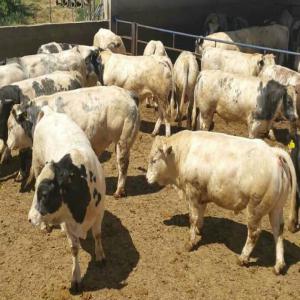  Bovins D'engraissement - animaux vivants je cherche des veaux d'engraissement de moin de 300 kg de race montbéliard charolais aubrac limousin et des génisses pleines de race montbéliard, prim'holstein, holstein destination algérie 