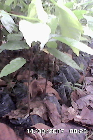  Vente De Pepinière De Cacao - café cacao thé nous avons pour linstant 5hectar de pepinières près a etre mis en sol et plusieur hectar de plant de 3 mois que nous entretenons