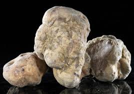  Truffe Algérienne Très Bonne Qualité - champignon levure salut je suis un grossiste de truffe alg&eacute;rienne je met en vente la r&eacute;colte de truffe avant le mois de novembre pour pr&eacute;par&eacute; la commende avant donc je tien a vous informer que je peux fournir mes client suivant la commande (qualit&eacute; ,  couleur , calibre ,  bross&eacute;