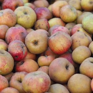  Vente Pomme Cidre Vrac - fruits et légumes nous sommes vendeur d'une partie de notre récolte de pomme à cidre aoc calvados ,  environ 150 tonnes à partir de octobre 2017 jusqu'a fin décembre 2017. --nos pommes à cidre sont de qualité notamment pour la fabrication de cidre,  de vinaigre de cidre et d'ea