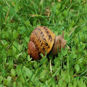  Escargots Vendus - animaux vivants nous vendons helix maxima aspersa,  muller escargots. haute qualité,  entièrement cultivé. nous faisons partie de cette entreprise depuis longtemps,  nous garantissons donc une qualité et un service élevés. si vous recherchez un fournisseur fiable,  veuillez con