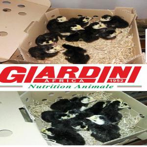  Pour Etre Patner Pour Usine De Betail - aliments pour animaux cherche de patner.pour ouvrir usine de betail avec produit italy  dans pays du ouest. notre usine d italy.il faira arrive tous le materie prime .