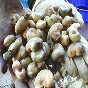  Noix D'acajoux - fruits secs et graines grillées bonjour à tous;--nous sommes des particuliers qui recherche des clientd pour plus de 30 tonnes de noix d'acajoux le tout stocké dans un grand magazin à bantè.--nous recherchons de toute urgence des preneurs afin de réaliser la vente.----pour plus d'informations me 