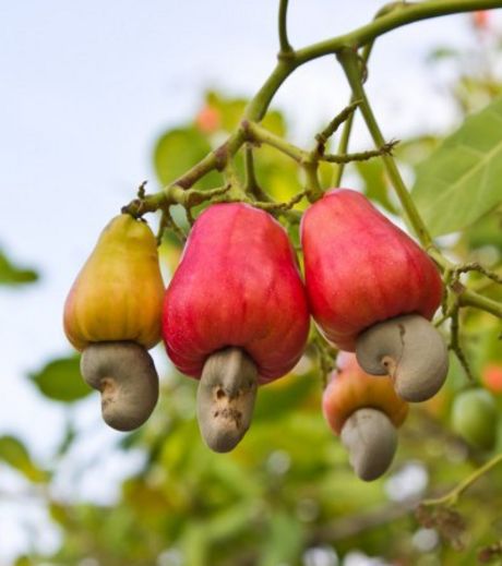  Vente Des Noix D'acajou - fruits secs et graines grillées nous somme a la recherche des partenaire qui sont a la recherche des produits telque les noix d'acajou,  le karité et le soja nous pouvions fournir le nombre de quantite que veut le client notre produit est de tres bonne qualité pour tout information contacte nous
