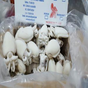 Poulpe Seiche Et Crevette - poissons nous somme une soci&eacute;t&eacute; d'exportation de produit de mer ( poulpe,  seiche et crevette..) notre nom soci&eacute;t&eacute; de cong&eacute;lation de tr&eacute;sor de mer--sctm on a une exp&eacute;rience de 2 ans et plus de travaille avec des clients divers de- italie, grec  mais on veut auss