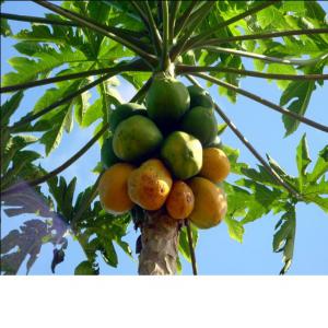  Propose Fruits Exotiques Du Cameroun - fruits et légumes société française importe des fruits exotiques en direct d'un petit producteur camerounais qui est en cours de certification bio.--papaye,  mangues,  ananas,  etc....--les fruits sont acheminés par fret aérien chaque semaine.