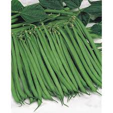 Producteur De Haricots Verts Cherche Partenaire - fruits et légumes je viens par cette présente vous proposez un partenariat commercial pour la production et fourniture de haricots verts,  je suis fermier  basé dans la zone des niayes et cultivons différentes variétés de haricot vert à savoir - bobby,  filet,  fin extras fin,  n