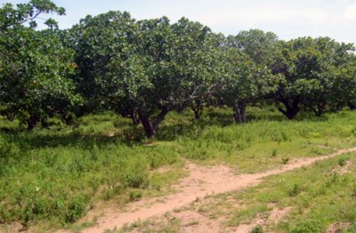  Noix De Cajou 100%bio - fruits secs et graines grillées bonjour nous sommes un groupement de jeunes producteur et nous avons une plantation de 25hectares d'anaccarde et nous desirons avoire des clients et/ou des partenaires serieux pour un partenariat a court moyen long terme afin de livrer nos produits en plus des noix nous avons du sesame 30000 tonnes 