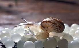  Escargot Gros Gris Et Caviar Blanc - viandes et oeufs bonjour je suis un producteur elicicole ( helix aspersa maxima - gros gris) et nous produison du caviar blanc, nous recherchon des client en france espagne cina e japan--escargot   12 euro/kg      < 50kg                10 euro/kg   >50--caviar        1000 eur/kg--escargot avec la certification de l'i