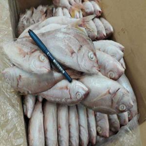  Poisson Congeler Pageot - poissons jai un stock tres important de pageot (pagellus bellotii) de 80 000 kg disponible dans notre stock calibre 100/300 --a 1, 3 dollar fob par kg  n'pas a me contacter si vous etes interesser --merci cordialement --