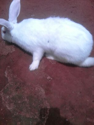  Agriculture Bio - café cacao thé je suis agriculteur et je cherche un partenaire pour cr&eacute;er un champ de cacao de 50 hectares moi meme j'ai deja prepar&eacute; le terrain pour 12 hectares et j'ai deje les plants pour les 12 hectares je fais aussi dans l'elevage des lapins  je suis deja a plus de 500 lapins et plus de 2000 pou