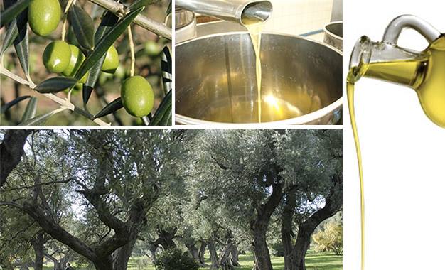  Créez Une Unité De Production D'huile D'olive - matériels machines nous pouvons vous accompagner dans la réalisation de votre projet de production et de traitement des olives. nous sommes votre partenaire technologique pour le développement de projets oléicoles intégraux,  on vous accompagne pendant tout le processus- le conseil dans le c
