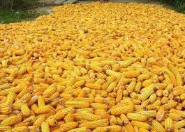  Grand Stock De Mais Jaune - céréales - produit disponible a alepe--- plaisantin s'abstenir--- possibilite de pyoduire de grande quantite de produits vivriers sur commande.(maraichers,  cereales etc--------