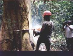  Bois Tropical D'afrique Central - bois charbon fibre recherche clients,  pour bois débités et grumes-tali--doussie--padouk--azobe--iroko--musubi--kosso--sapelli--ekop beli--bilinga--pachyloba--okan ......--