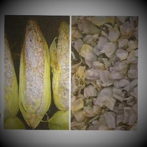 Huitlacoche  Caviar Aztèque  - champignon levure charbon du maïs (huitlacoche) ustilago maydis. est un ingrédient classique de la haute gastronomie mexicaine et très apprécié pour les gourmets de tout le monde. considéré au mexique comme un mets de choix c'est un produit de luxe,  il porte parfois en france