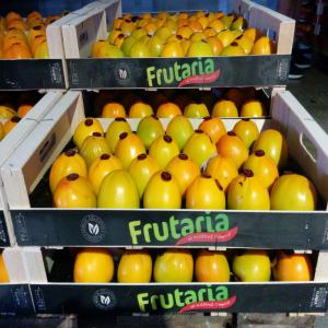 CAQUI, MANDARINE, ORANGE, POMME DE TERRE  - fruits et légumes ventes de fruits et legumes - actuellement disponible - pomme de terre,  caqui,  nectarine,  ails,  oignon,  carotte,  grenade,  potiron,  concombre,  cerise,  mango,  mandarines etc .....