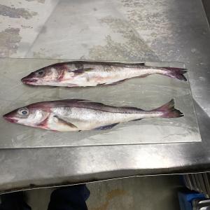  Hareng Merlu Saumon Homard Origine Canadienne - poissons bonjour,  nous sommes une entreprise canadienne basée en colombie-britannique proche de la région de vancouver. nous sommes présentement en processus de développement de notre marque vers l'afrique ainsi nous sommes à la recherches de fournisseurs,  nous produisons p