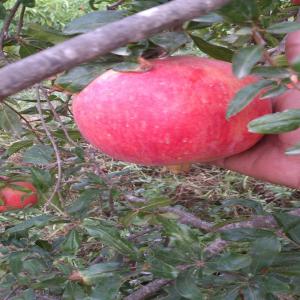  Exporter Of Tunisian Pomegranate - fruits and vegetables soon the launch of the harvest 2017/2018 of the tunisian pomegranate,  we offer the best variety - the gabsi.--for any need in tunisian pomegranate,  call on our company and we will invite you to our factory in gabes to attend the harvest and packaging.