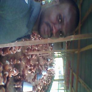  Oeufs De Consommation - viandes et oeufs je suis producteur d'oeufs de consommation et des poulets de chaire &agrave; la recherche de clients pour l'&eacute;coulement de ma production. 