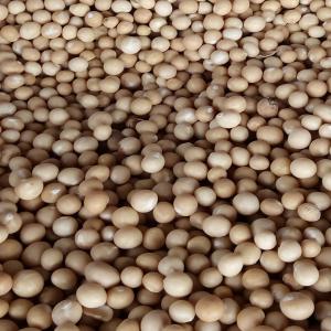  Le Soja Du Bénin - céréales nous sommes spécialisé dans l'exportation du soja béninois à destination des pays du monde et nous livrons une très bonne qualité de soja. contactes-nous pour toutes les question y afférentes.--etoile 7 divine internationale  payez la qualité &