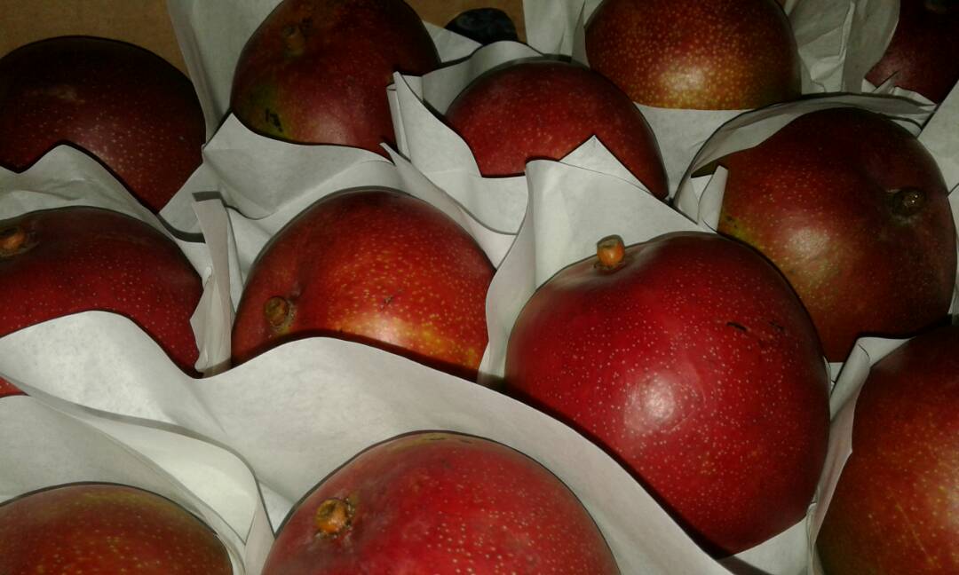  Nous Sommes Des Producteur De Mangue - fruits et légumes nous sommes à la recherche des clients--on travaille avec plusieurs pays (sénégal,  mali et la côte d'ivoire) et dispose d'importante capacité de production notamment avec la variété mangue kent. en meme temps nous exportons des citrons verts,  des haric