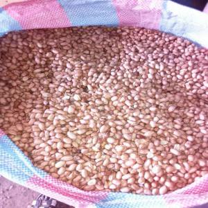  Arachide Decortiquee En Quantite Importante - céréales nous disposons d'importante quantit&eacute;e ( plus de 500 tonnes) d'arachides d&eacute;cortiqu&eacute;es &agrave; abidjan et &agrave; l'int&eacute;rieur du pays. nous recherchons des acheteurs cr&eacute;dibles et concrets. nous attendons vos offres d'achat. merci de nous contacter par mail ou via l