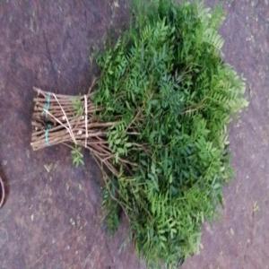  Fueillage - horticulture plante biocarburant bon jour cherche clients en fueillage ----lentisque arbosier ..........................................................................................................................
