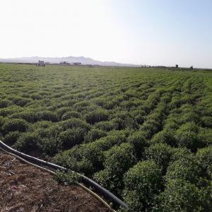  Vente Des Grains De Pin D'alep - fruits secs et graines grillées notre soci&eacute;t&eacute; cherche des acheteurs des grains de pin d'alep de tr&egrave;s bonne qualit&eacute; .--n'h&eacute;sitez pas de nous contacter --