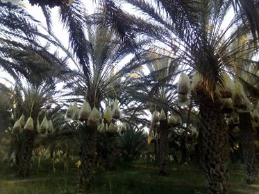  Datte De La Tunisie Excellentes Qualités - fruits et légumes la saison de la récolte des dattes commence bientôt en tunisie,  ce sont les meilleurs dattes du sud du pays. a vendre sur commande 3 types de dattes la bonne,  la moyenne et la meilleur qualité. le prix est variable et négociable selon la quantité demandée. 