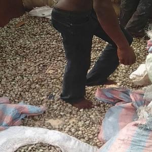  Cajou Ou Noix D'anacade - fruits secs et graines grillées soci&eacute;t&eacute; a responsabilit&eacute; limit&eacute;e sieg&eacute;e au b&eacute;nin et qui fourni aussi des produits comme l'acajou encore connu sous les noms de cajou ou noix d'arnacade. nous recherchons cour la campagne prochaine prochaine qui se deroulera dans quelque mois nous des --achet