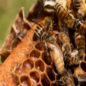  Tous Types De Miel Pure - produits sucrés miel pure en gros et en d&eacute;tails--je mets en vente de miel pure du maroc ,  je propose un produit d'excellente qualit&eacute; ,  nous pouvons vous envoyer des &eacute;chantillons et pour plus d'informations veuillez me contactez--n h&eacute;sitez pas a me contacter --merci