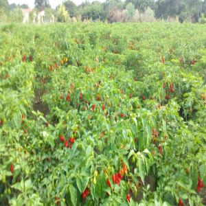  Fournisseur Piment Antillais, Avocat, Mangue.... - fruits et légumes nous somme producteur,  fournisseur de piment,  avocat,  mangue...tomate... en rep-dom. --nous recherchons acheteurs potentiels et sérieux pour une longue collaboration.--nos produits sont conditionnés  et calibrés aux normes européen,  