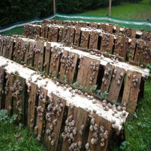  Quantité Très Intéressante D'escargots - animaux vivants nous somme une soci&eacute;t&eacute; au maroc qui exerce dans le domaine du transport  international de marchandises et d'autre domaine,  et on a cette ann&eacute;e une quantit&eacute; tr&egrave;s int&eacute;ressante d'escargots.--si vous etes int&eacute;ress&eacute; contactez nous