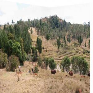  Partenaire Filière Plantes Médicinales De Madagas - semence graine plant pour développer la filiere  plantes médicinales des hauts plateaux de madagascar  je recherche un partenaire d'envergure internationale spécialisé dans la phytothérapie (laboratoire ou centre de recherche).----expert en developpement durable (afrique et madagascar)