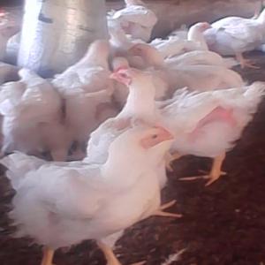  Recherche Œufs Fécondé - viandes et oeufs je suis en cote d'ivoire,  je recherche un fournisseur qui peut me livrer dix mille (10000) œufs fécondés de cobb500 par mois 