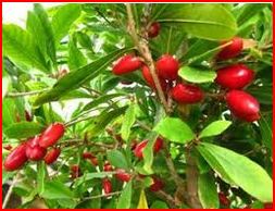  Vendeur Baie Des Miracles Frais De L'afrique - fruits et légumes vendeur producteur de baie des miracles frais,  bio, de l'afrique de l'ouest origine de la plante.souhaitait proposé ma production de qualité à des acheteurs.
