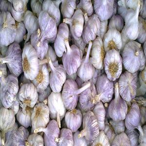  Ail Blanc, Violet, Rose Español - fruits et légumes tous types d'ail. nous somme une entreprise spécialisée dans la production et commercialisation de tout type d'ail. tous nos produits sont frais à 100 % et dépourvus de produits chimiques. nous offrons un ail naturel. large variété d'aux - ail violet,  blanc, 