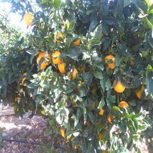  J'offre Mandarine -orange-et Kaki - fruits et légumes j' offre orange , mandarine, clementine et kaki sont des prix speciaux pour les grandes quantitte !--direct de l arbre 100%naturel cajjetes a granel avec ou sans feuillers dans des boites en plastique de 10-15 kg en vrac --calibre 1, 2, 3, 4 --prix---clementine  0, 60--0_65€/kg--kaki 0, 60--0, 65€/kg--orang