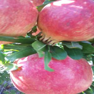  Pomegranate - fruits and vegetables pomegranate--quality- superior--colour- red shining--size- 9,  10,  12 cm diametre--weight- +/- 470,  540,  750 gram--available from 15 october