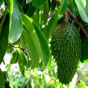  Grossite/fournisseur Feuilles De Graviola - matiere vegetale je suis un grossiste/ fournisseur de matière première végétales naturelles à l'état brut( feuille de graviola,  beurre de karité,  huile de coco,  baobab ect )  provenant d'afrique subsaharienne,  vivant entre la côte d'ivoire et la tunisie(position