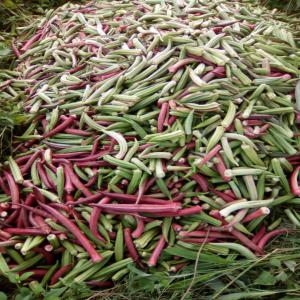  Gombo D'excellente Qualité - fruits et légumes excellente qualité de gombo,  tout bio,  livré frais par avion ou sec par bateau. contactez-nous vite pour en profiter avant que cela ne finisse.