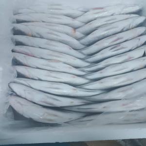  Vente En Gros De Poisson Frais - poissons bonsoir ,  nous sommes une société commerciale tunisienne qui exporte les--poissons frais (specialement daurade et loup) dans des emballages en--polystyrène de 10 ou de 5 kg pas de contraintes de quantité.