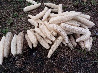  Éponge Végétale: Loofah Purement Écologique - semence graine plant je suis un jeune producteur de loofah purement ecologie.--je suis disponible a toute persone interr&egrave;s&eacute; pas l'exportation et demande de partenariat.----merci