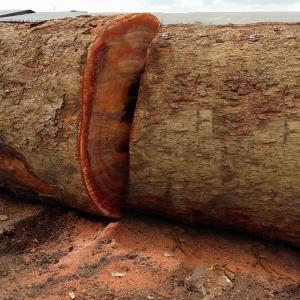  Looking For African Hardwood Buyer - wood charcoal fiber we are a registered forestry trading company,  and we have just been awarded new contracts and rights to trade logs and sawn timber from three large and rich forest areas located in both cameroon's central (bafia) and southern (ambam) regions,  therefore we only work on the basis of accredited documen