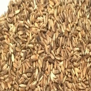  Sales Of Chardon-marie Seeds For Oils - olis purity min 99.5%,  humidity max 8%,  sum of flavolites,  calculated as sylibina 3.56,  oil 19.32%--the country of origin is russia. that commodity has destiny as feed for human. quality certificate. the one time delivery about 1000 kg.--the price is 2, 2€/kg loco your firm (at france).--