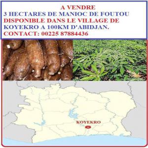  Vente De Manioc De Foutou - autres koyékro est une localité du sud est de la côte d'ivoire et appartenant au département de tiassalé,  dans la région des lagunes. la localité de koyékro est un chef-lieu de commune--