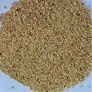  Céréale Mil - céréales nous sommes une soci&eacute;t&eacute; d'exportation des c&eacute;r&eacute;ales ,  et nous disposons d'une grande quantit&eacute; de tonnes remarquable mil pur et de bonne qualit&eacute; qui est mise  en vente. pour toutes personne int&eacute;ress&eacute; contacter nous