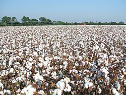  Graines Coton - semence graine plant graines de coton,  --origine- r&eacute;publique du b&eacute;nin--saison- nouvelle saison 2017 - 2018--conditions de livraison- valeur fob--quantit&eacute;s limit&eacute;es- premier offrant,  premier servis--qualit&eacute;- contr&ocirc;ler par les organismes agr&eacute;es &agrave; l'international