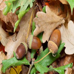  Cherche Des Glands De Chêne Pour Animaux - aliments pour animaux je cherche des glands comme alliments pour mes cervidés d’elvevage. j’ai un élevage d’environ 50 animaux. 
